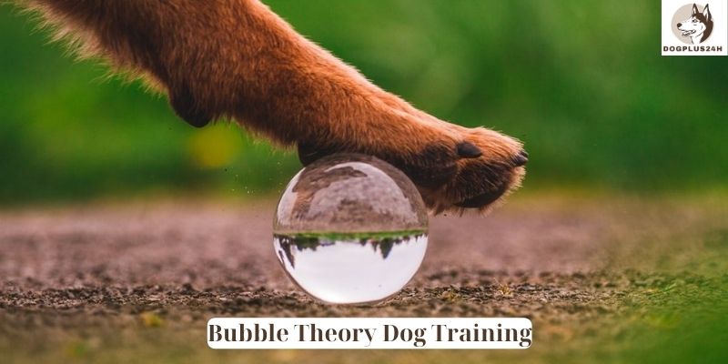 Bubble Theory Dog Training