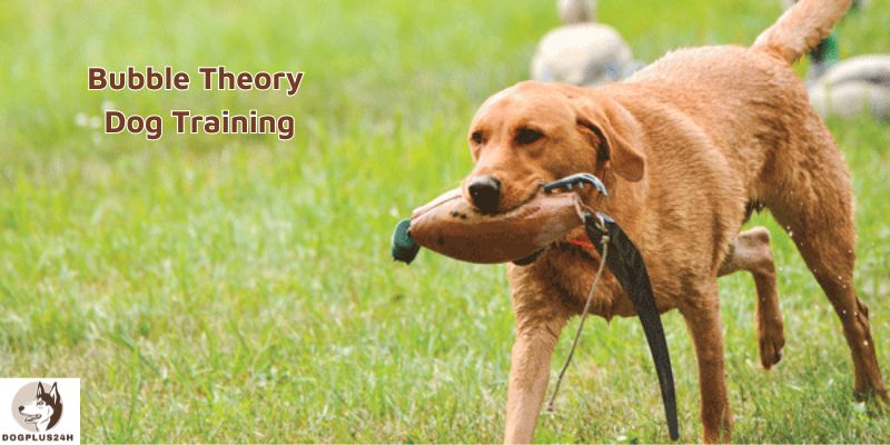 Bubble Theory Dog Training