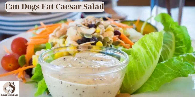 Can Dogs Eat Caesar Salad
