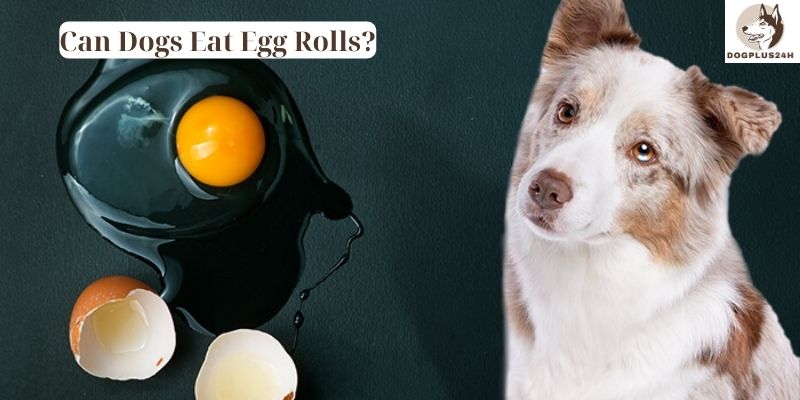 Can Dogs Eat Egg Rolls