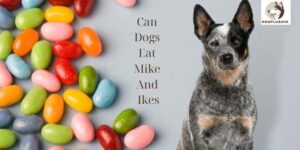 Can Dogs Eat Mike And Ikes