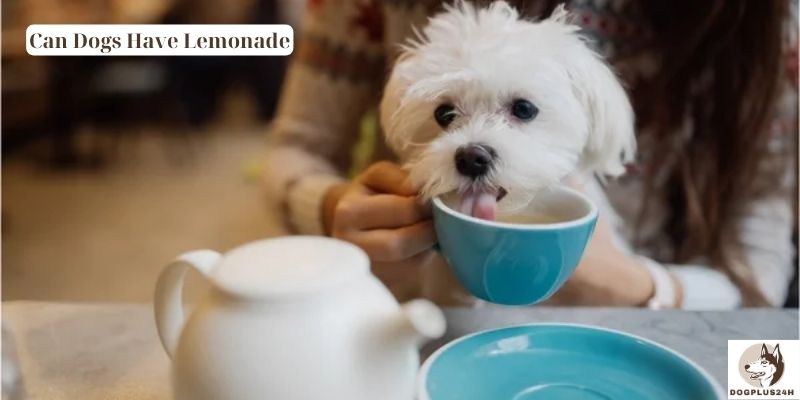 Can Dogs Have Lemonade