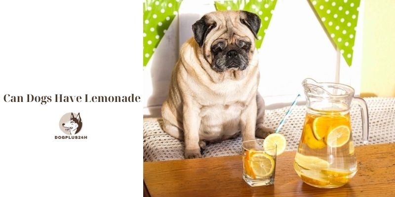 Can Dogs Have Lemonade