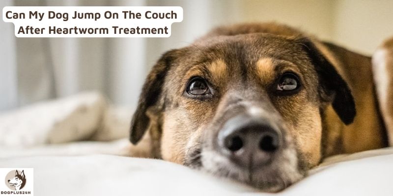 Can My Dog Jump On The Couch After Heartworm Treatment