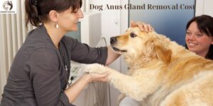 Dog Anus Gland Removal Cost