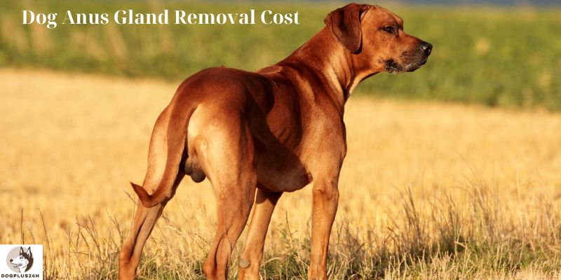 Dog Anus Gland Removal Cost