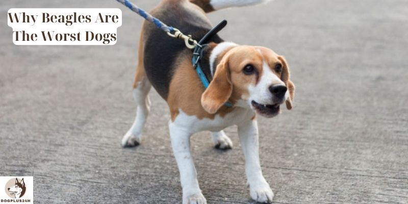 Why Beagles Are The Worst Dogs