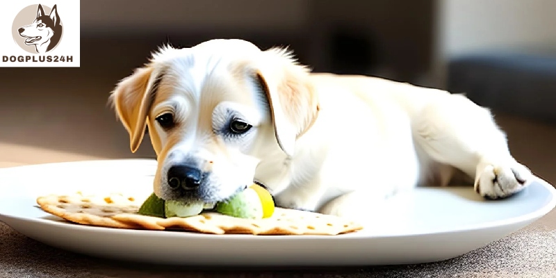 Can dogs eat matzah?