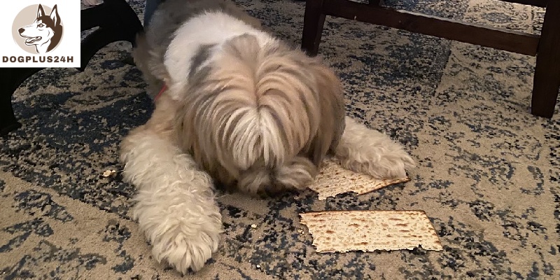 Health benefits associated with feeding matzah to dogs