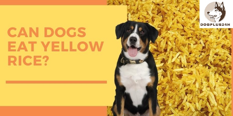 Is Turmeric safe to eat for your dogs?