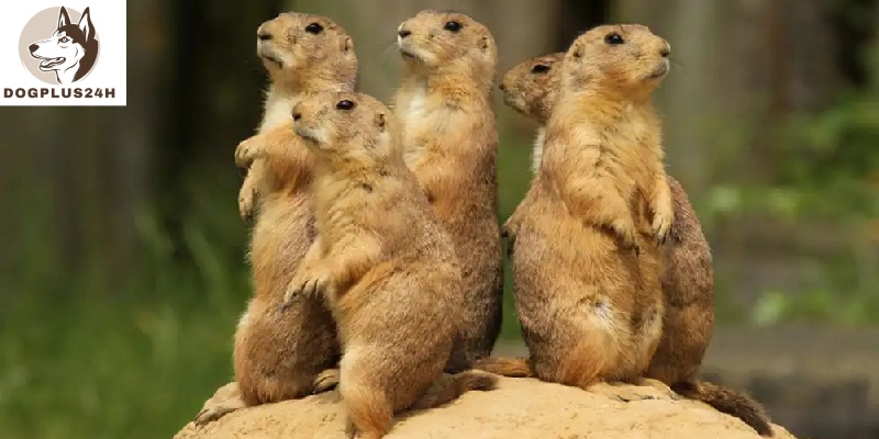 What are the threats to prairie dogs?