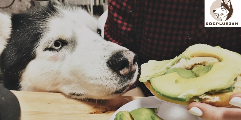The benefits of dogs eating avocados