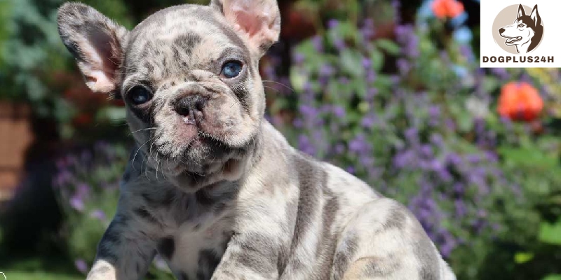 What is a Merle lilac French bulldog? 
