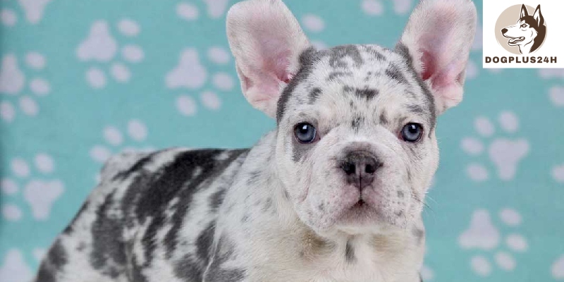 What is the size of the Merle Lilac French Bulldog?