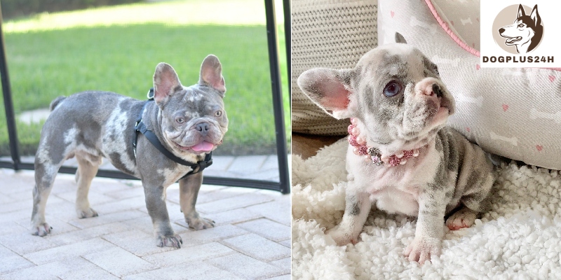 How should we train the Merle Lilac French Bulldog?