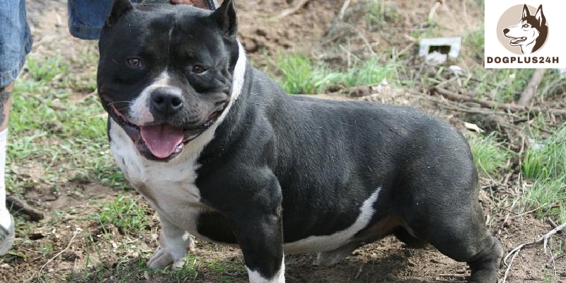The personality of Teacup Pitbull dog