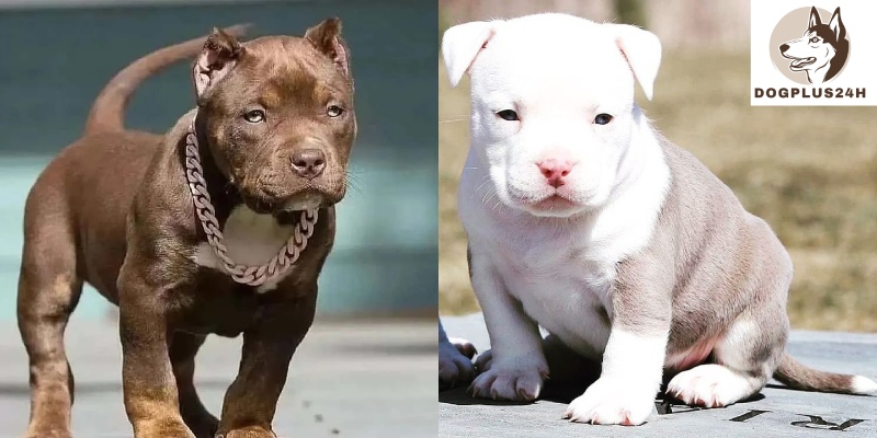 The common health problems in Teacup Pitbulls