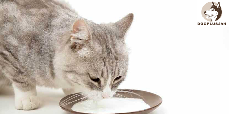 3 safe alternatives to Chex mix for your cat