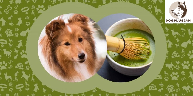Can dogs have matcha?