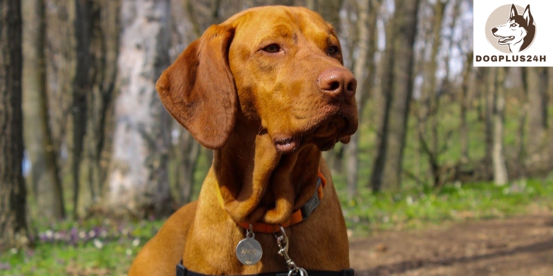 What is the temperament of the Vizsla Pitbull Mix?