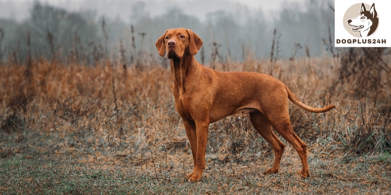 Things to know when owning a Vizsla Pitbull Mix