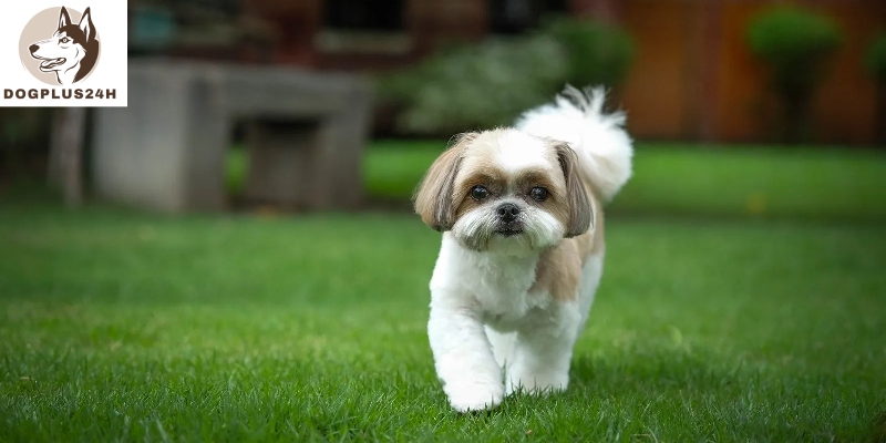 Why shih tzus are the worst dogs?