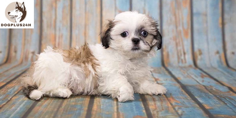 Why shih tzus are the worst dogs?