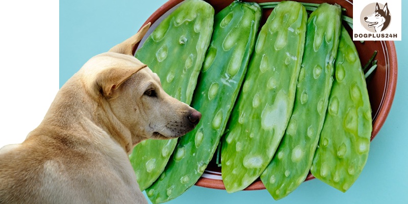 Can dogs eat nopales?