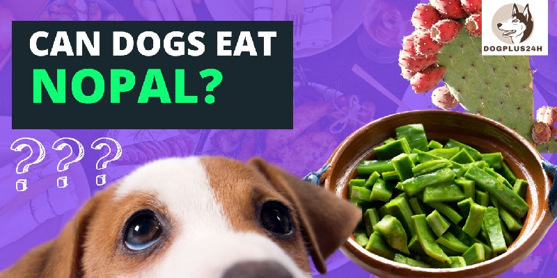 What are the 5 health risks of nopales for dogs?