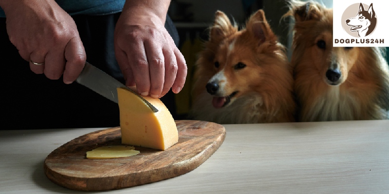 The risks of dogs eating provolone cheese