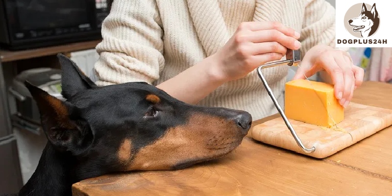 What other types of cheese are safe for dogs?