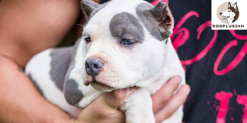 Behavior of 3 month old Pitbull dog: barking, biting, and aggressive