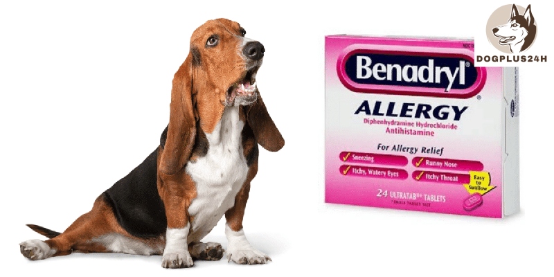 What should I do when my dog accidentally eats too much Benadryl?
