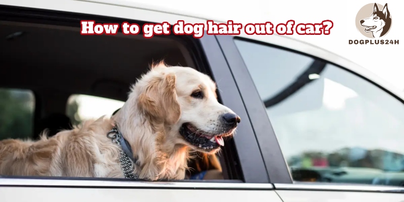 The importance of keeping your car clean and free of dog hair