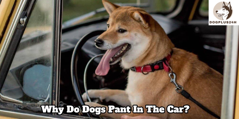 Why do dogs pant in the car? 