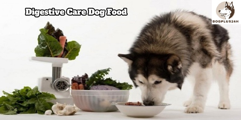 How to choose the right digestive care dog food?
