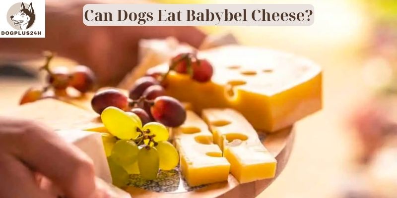Can Dogs Eat Babybel Cheese