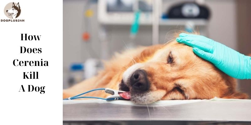How Does Cerenia Kill A Dog