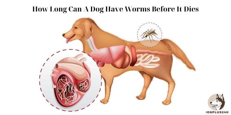 How Long Can A Dog Have Worms Before It Dies