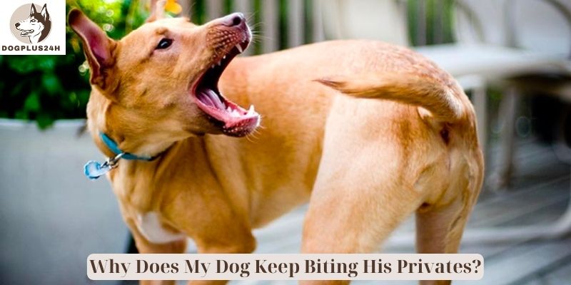 Why Does My Dog Keep Biting His Privates