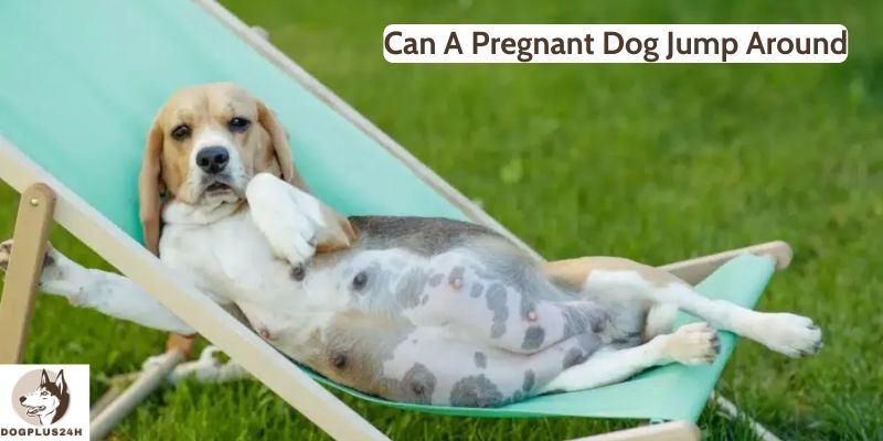 Can A Pregnant Dog Jump Around 