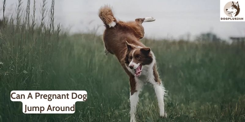 Can A Pregnant Dog Jump Around