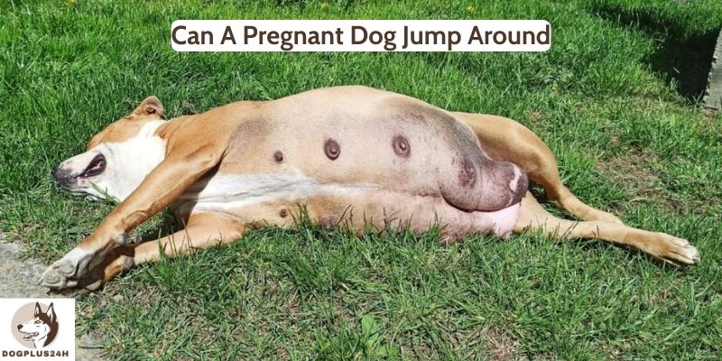 Can A Pregnant Dog Jump Around 