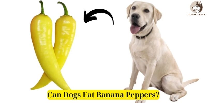 Can Dogs Eat Banana Peppers 