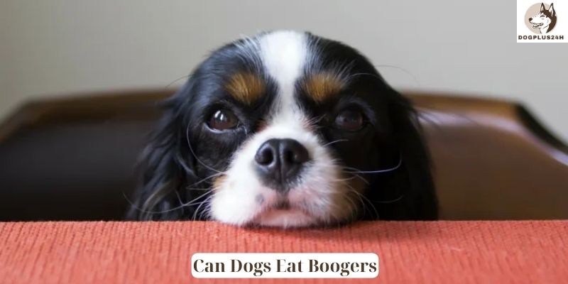 Can Dogs Eat Boogers