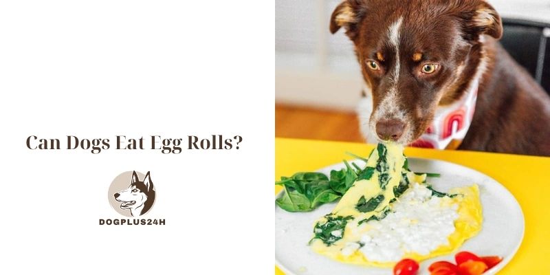 Can Dogs Eat Egg Rolls