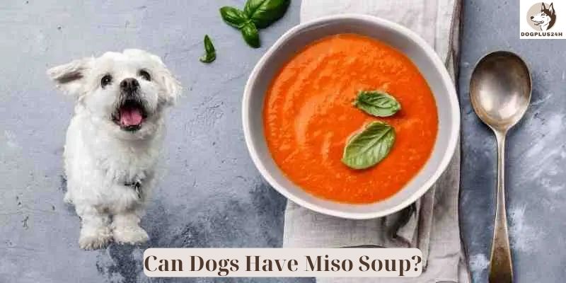 Can Dogs Have Miso Soup