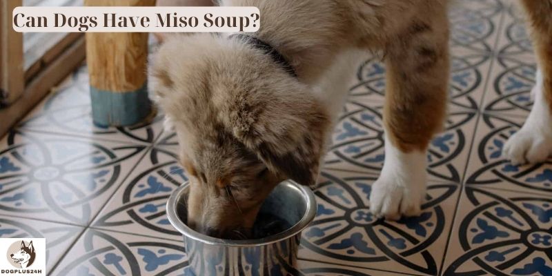 Can Dogs Have Miso Soup