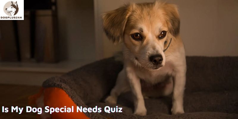Is My Dog Special Needs Quiz
