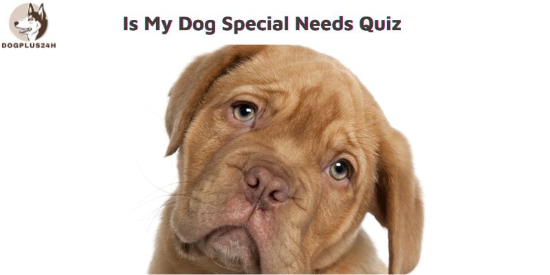 Is My Dog Special Needs Quiz